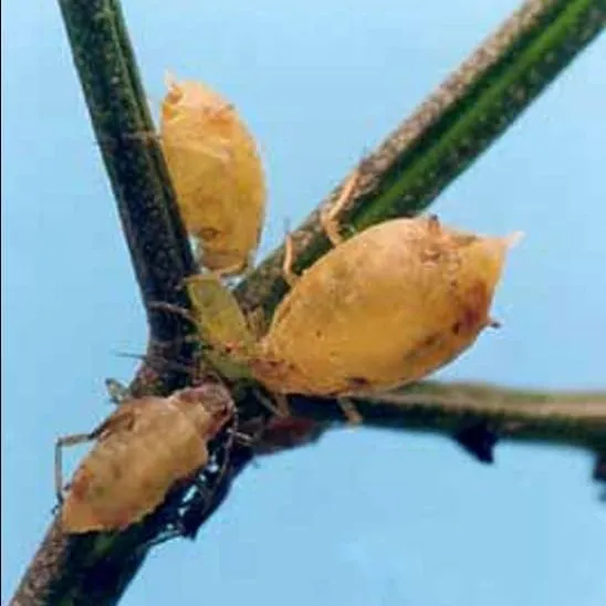 thumbnail for publication: Coriander Aphid, Hyadaphis coriandri (Das) (Insecta: Hemiptera: Aphididae)